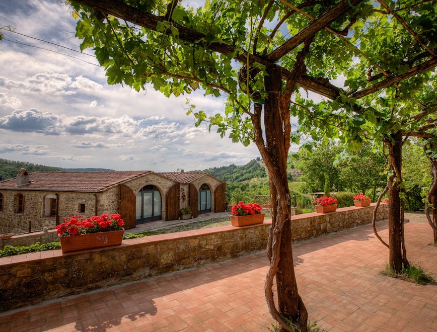 plant tree tree trunk flagstone walkway path