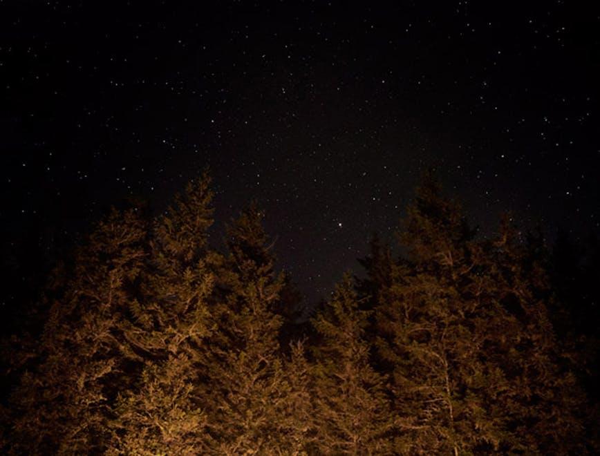 nature outdoors plant tree astronomy conifer universe outer space space night