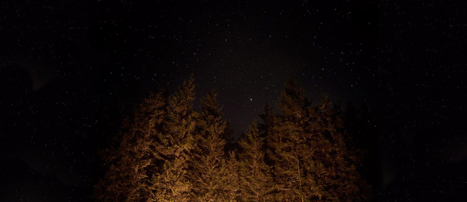 nature outdoors plant tree astronomy conifer outer space space universe night