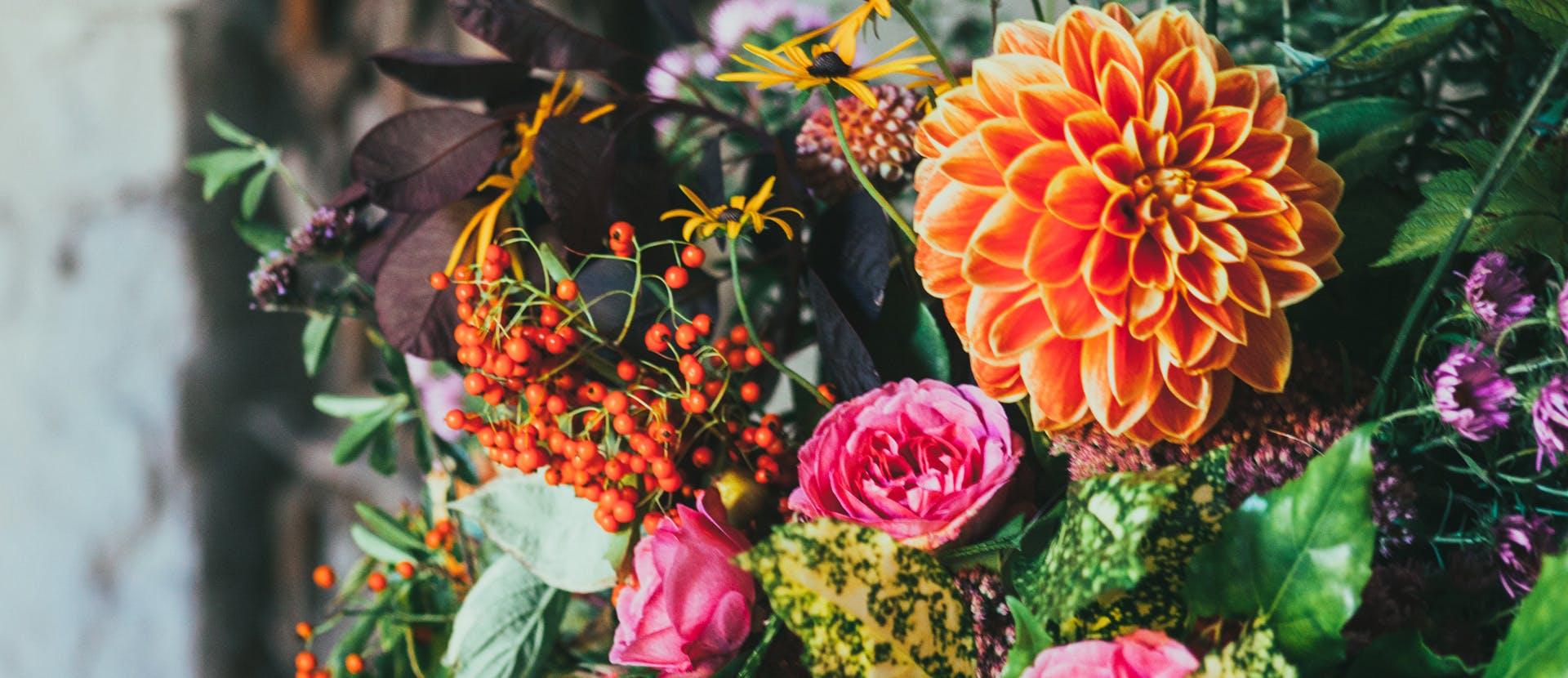 blossom dahlia plant flower rose