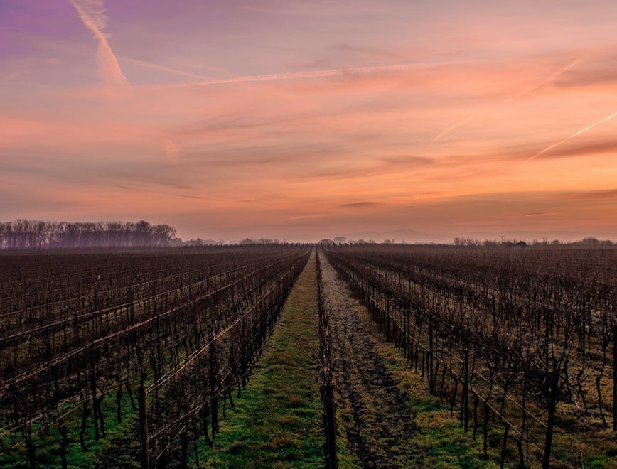 nature outdoors farm countryside rural vineyard