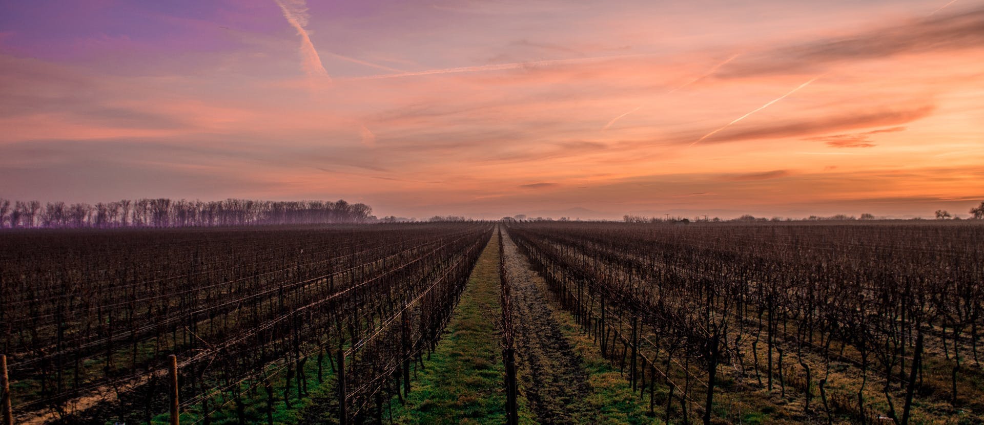 Immagine di un vigneto per raccontare tutti i benefici della vinoterapia e le migliori spa in cui provarla