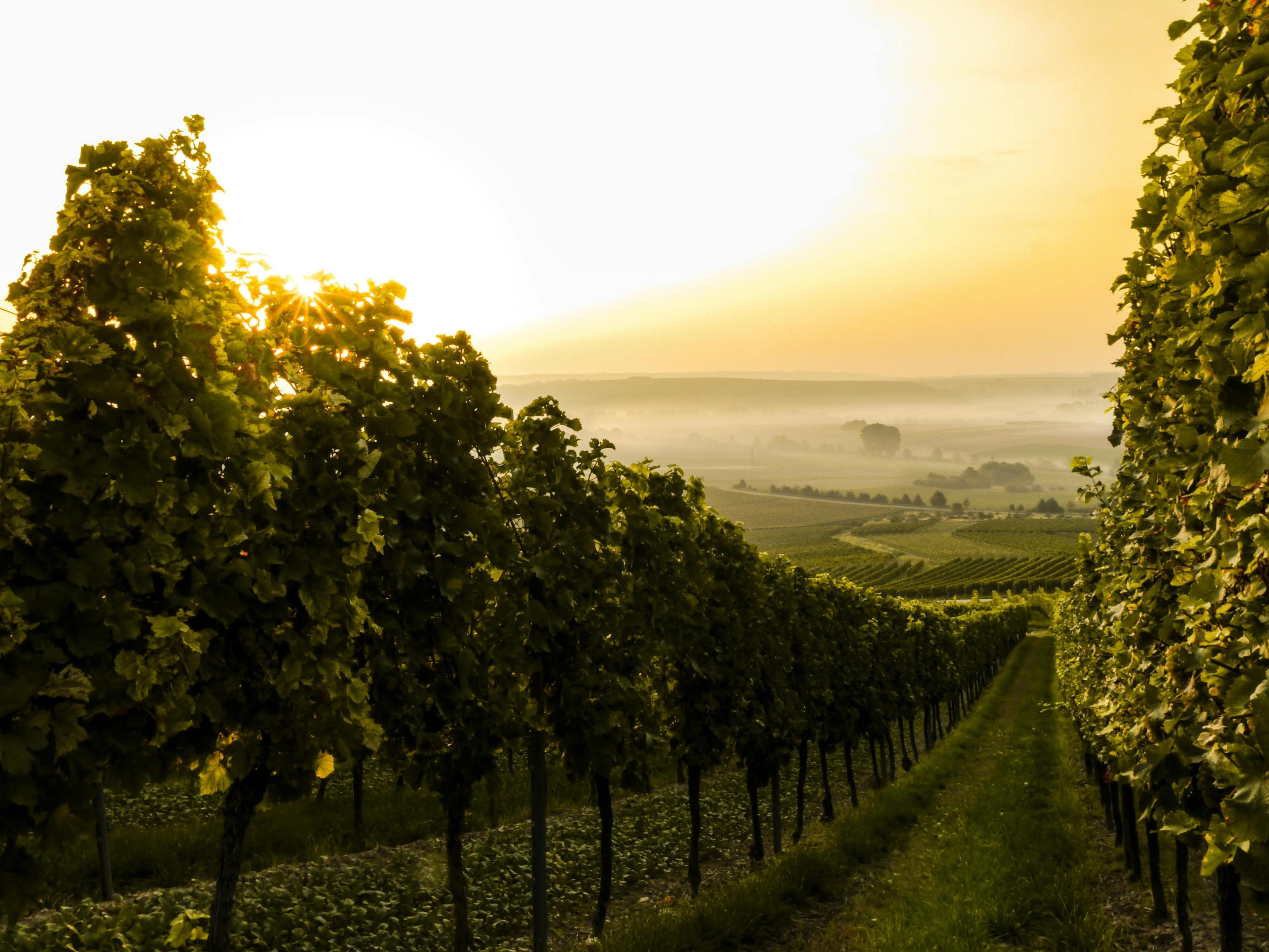 nature outdoors countryside rural farm vineyard