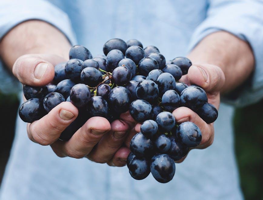 plant food fruit blueberry human person