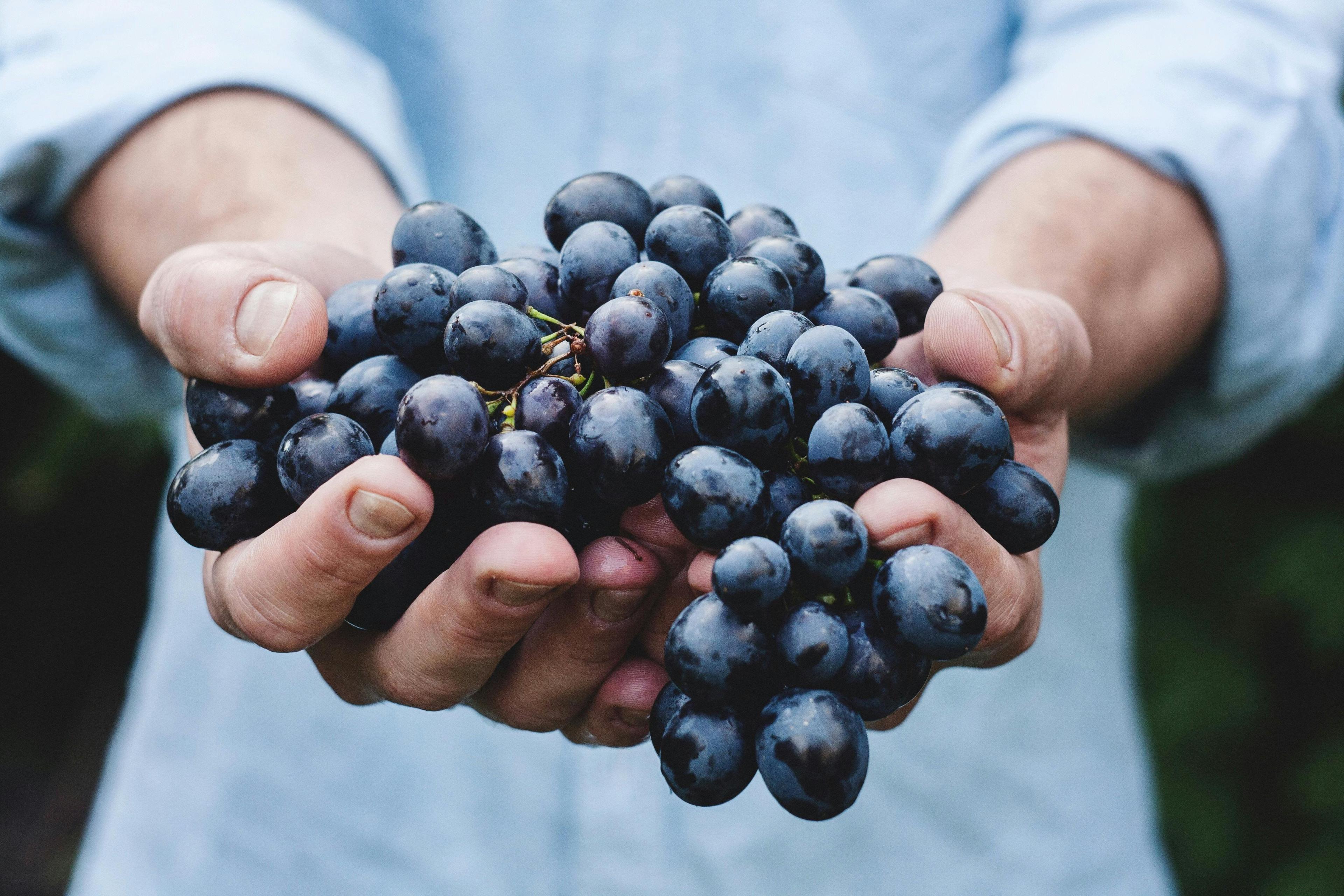 plant food fruit blueberry human person