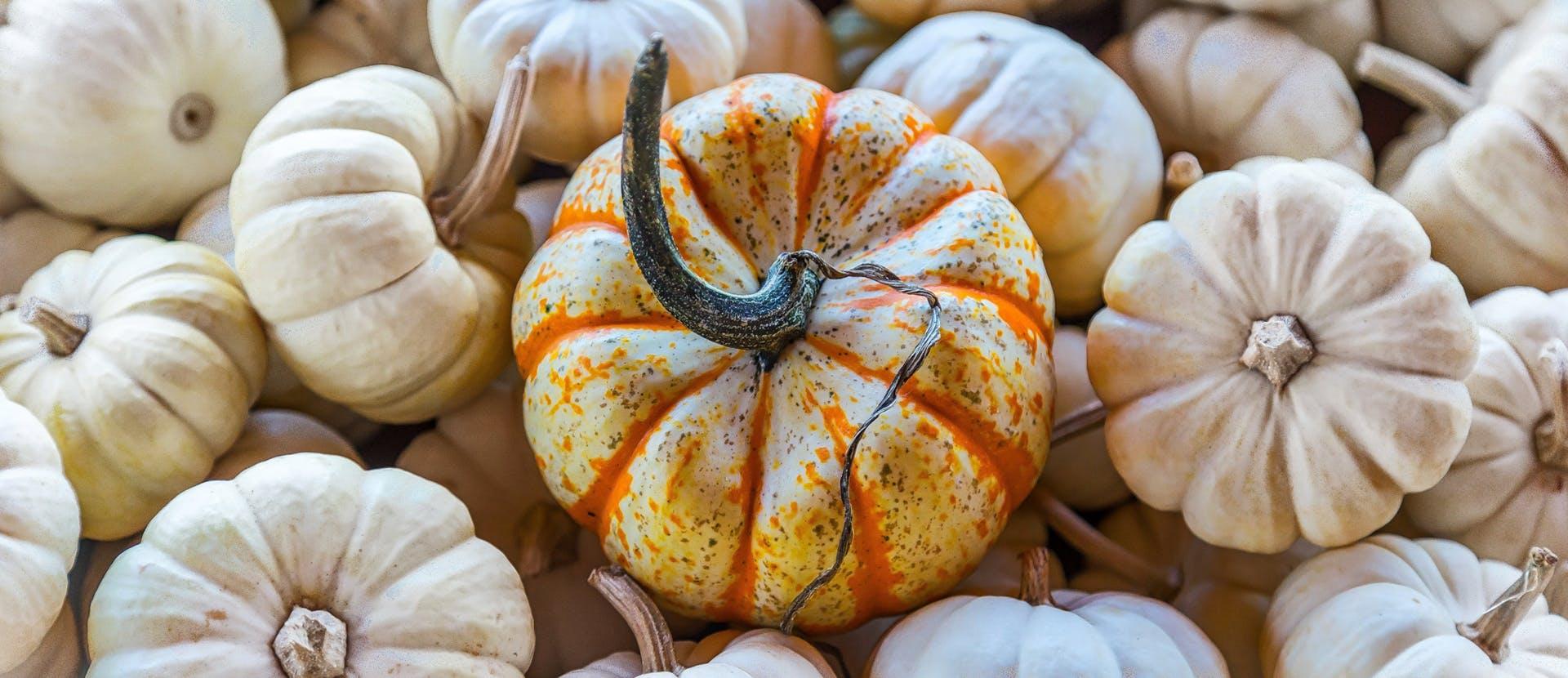 plant pumpkin vegetable food produce squash