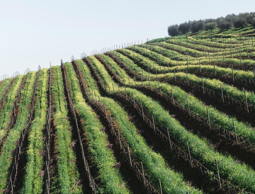 nature outdoors rural countryside farm vineyard