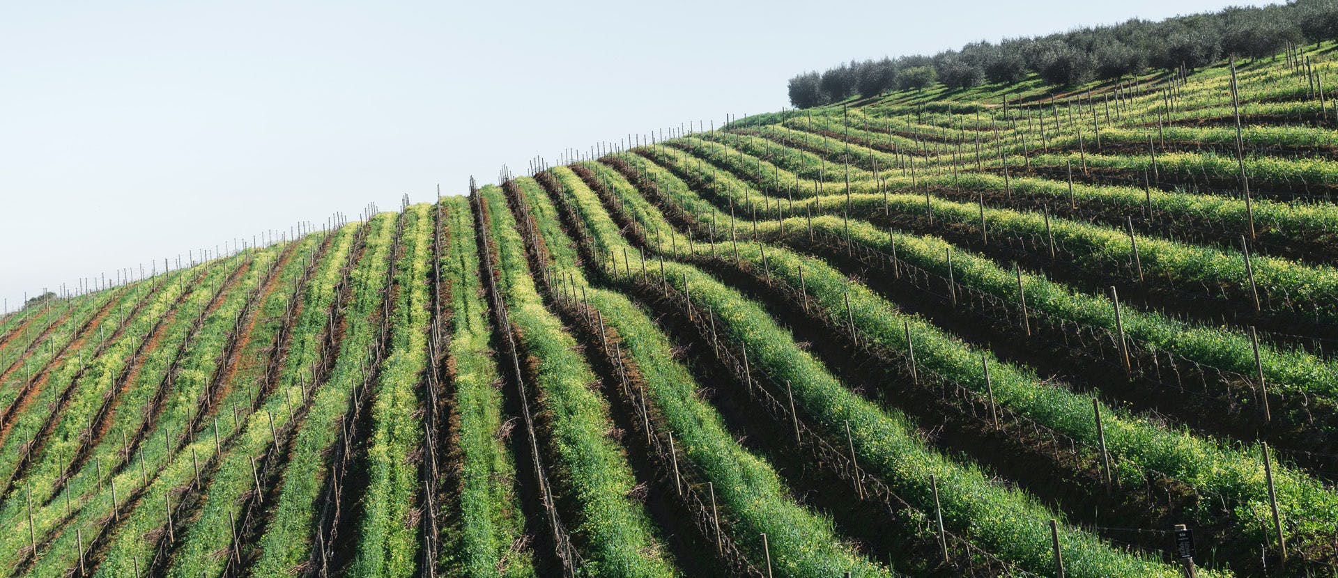 nature outdoors rural farm countryside vineyard