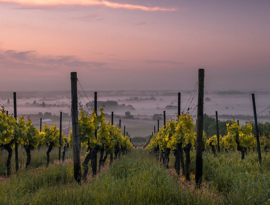 nature outdoors countryside rural farm vineyard