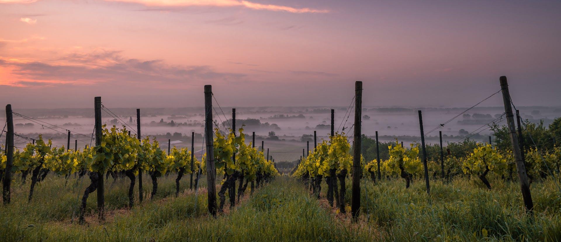 nature outdoors countryside farm rural vineyard