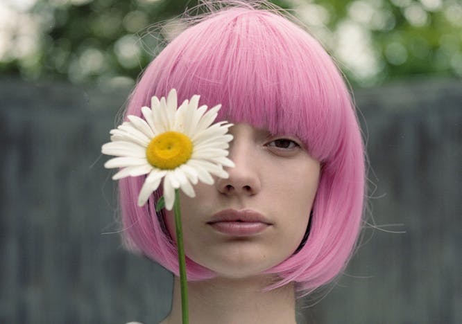 plant flower blossom daisies daisy hair