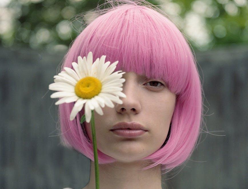 plant flower blossom daisies daisy hair