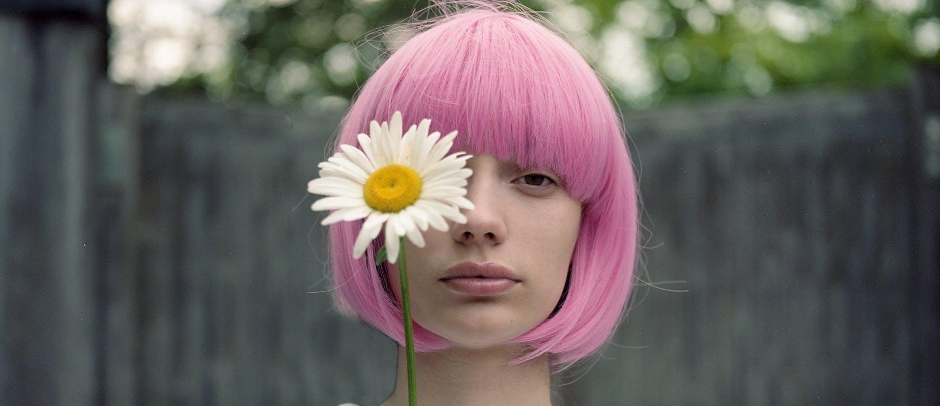 plant flower blossom daisies daisy hair