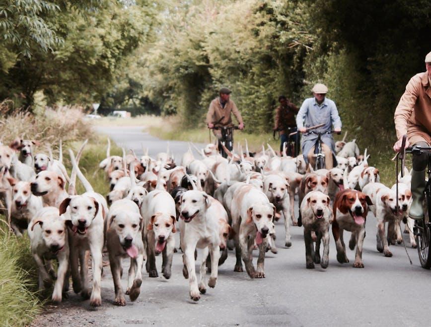 person transportation bicycle vehicle animal cow mammal cattle dog canine