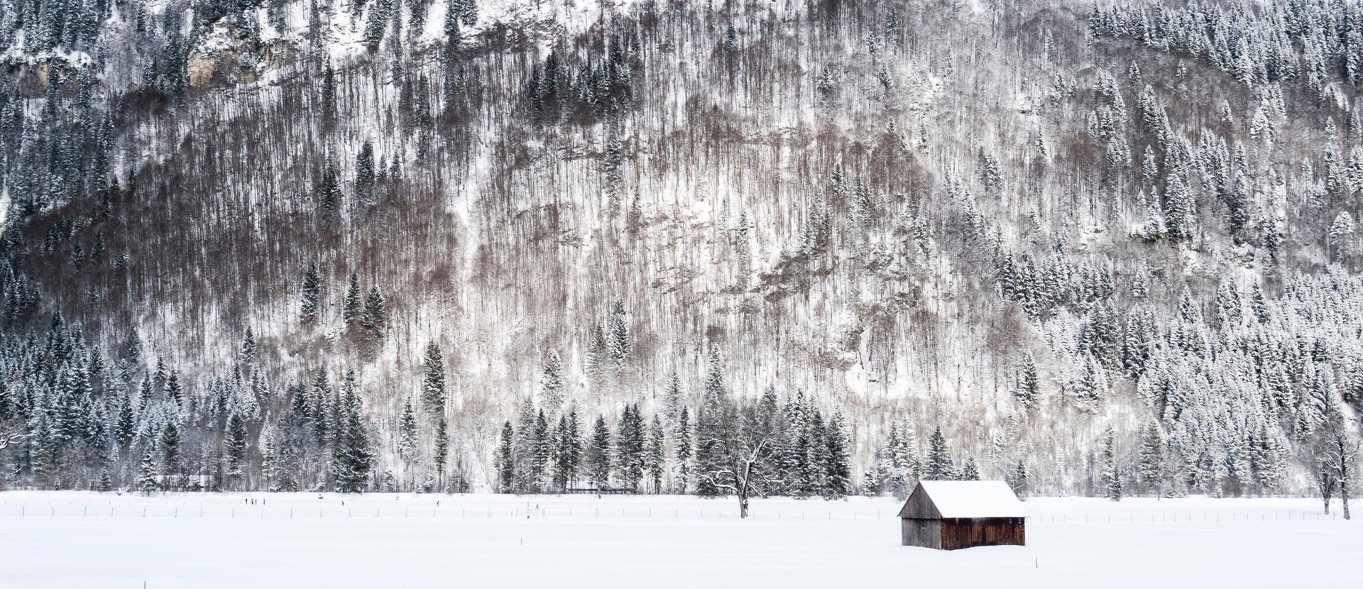 nature outdoors tree plant ice snow abies fir building