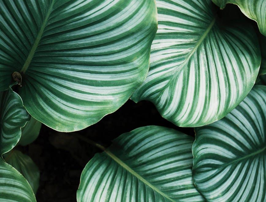 plant leaf veins blossom flower