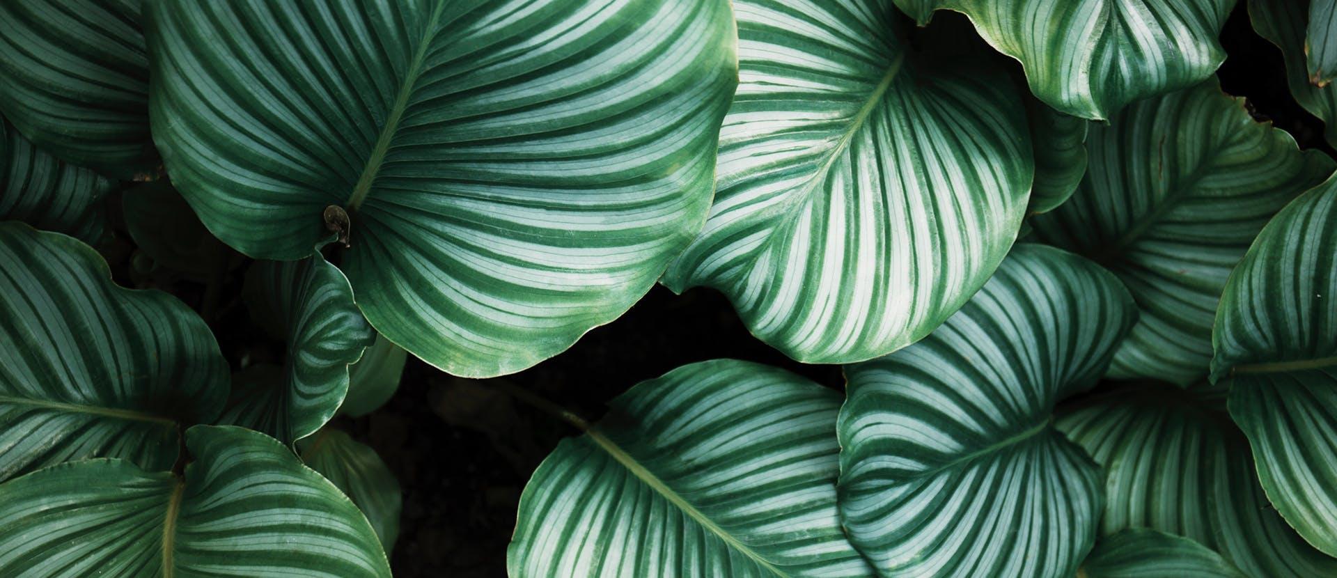 leaf plant veins flower blossom