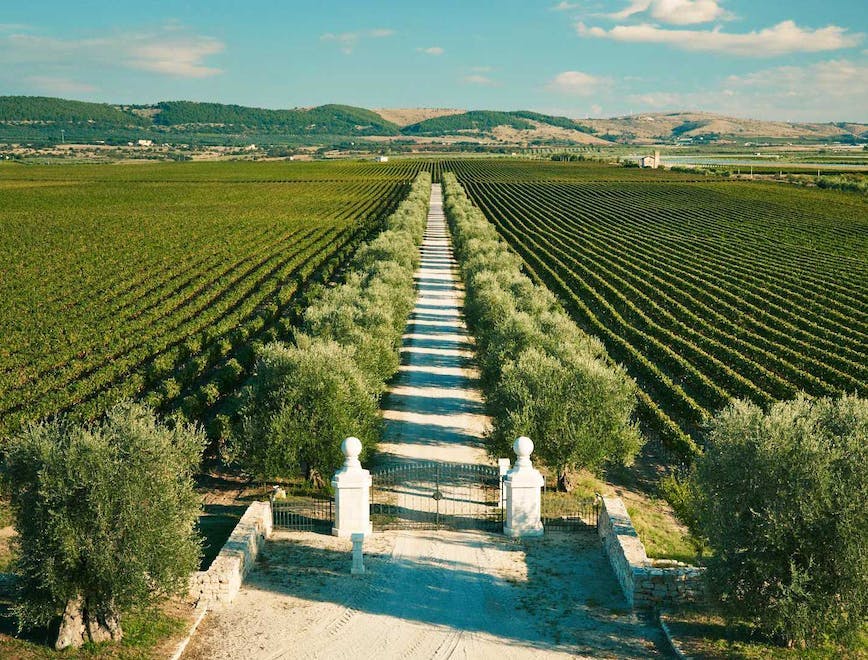 nature outdoors rural countryside farm vineyard