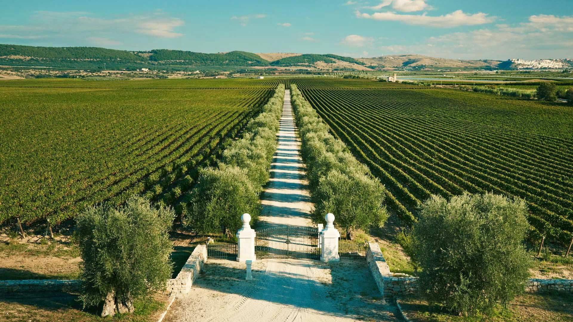 nature outdoors farm countryside rural vineyard