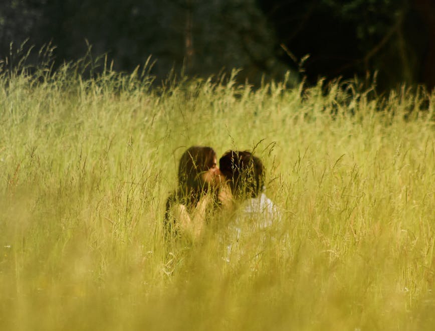 grass plant grassland field outdoors