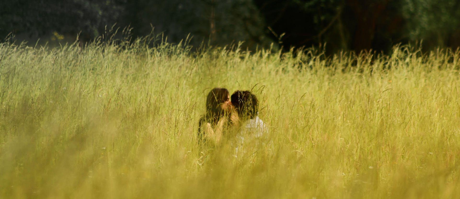 plant grass outdoors field grassland