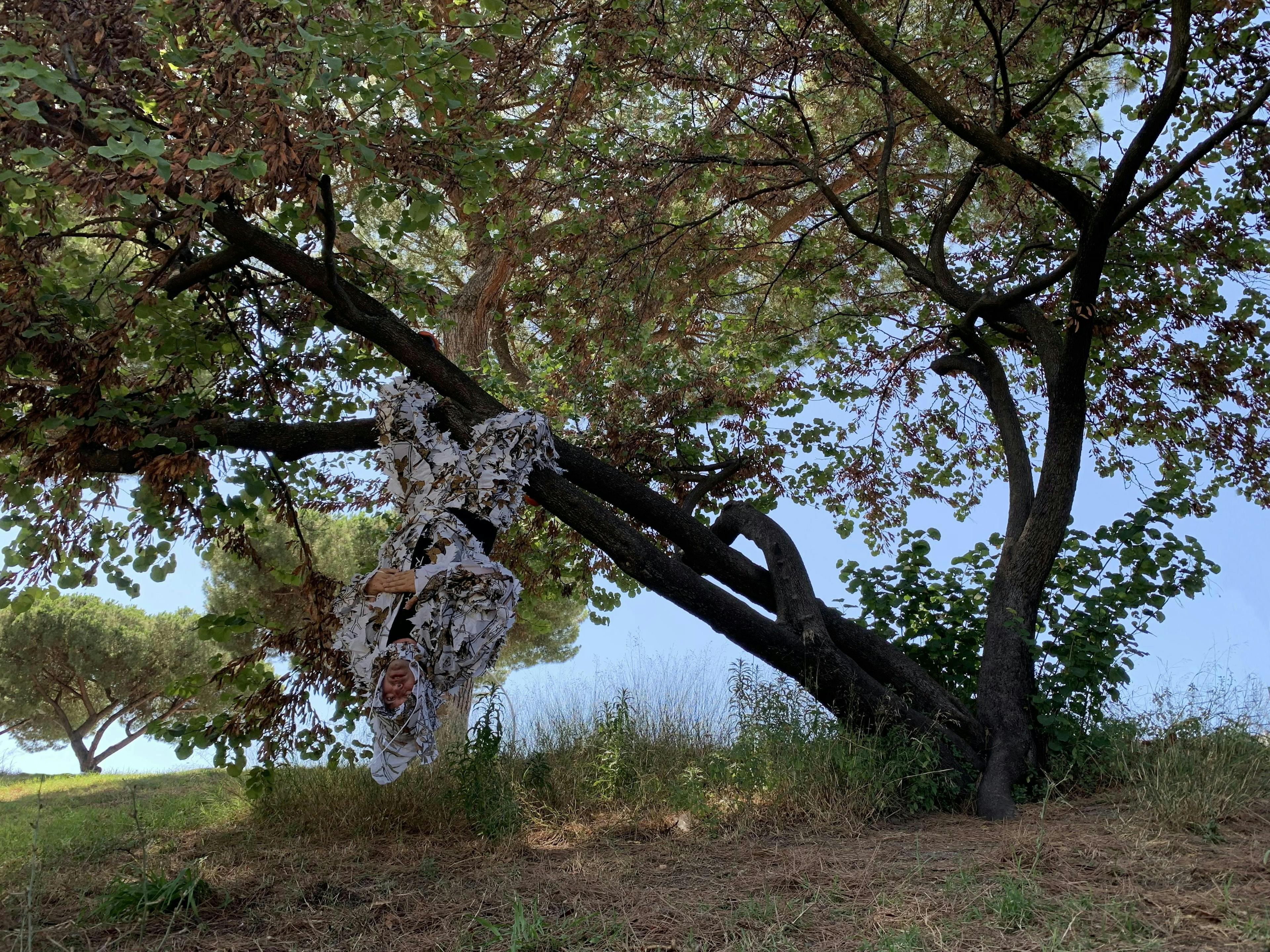 tree trunk plant tree