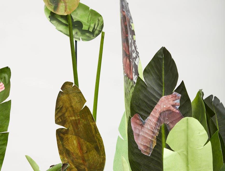 leaf plant flower blossom veins