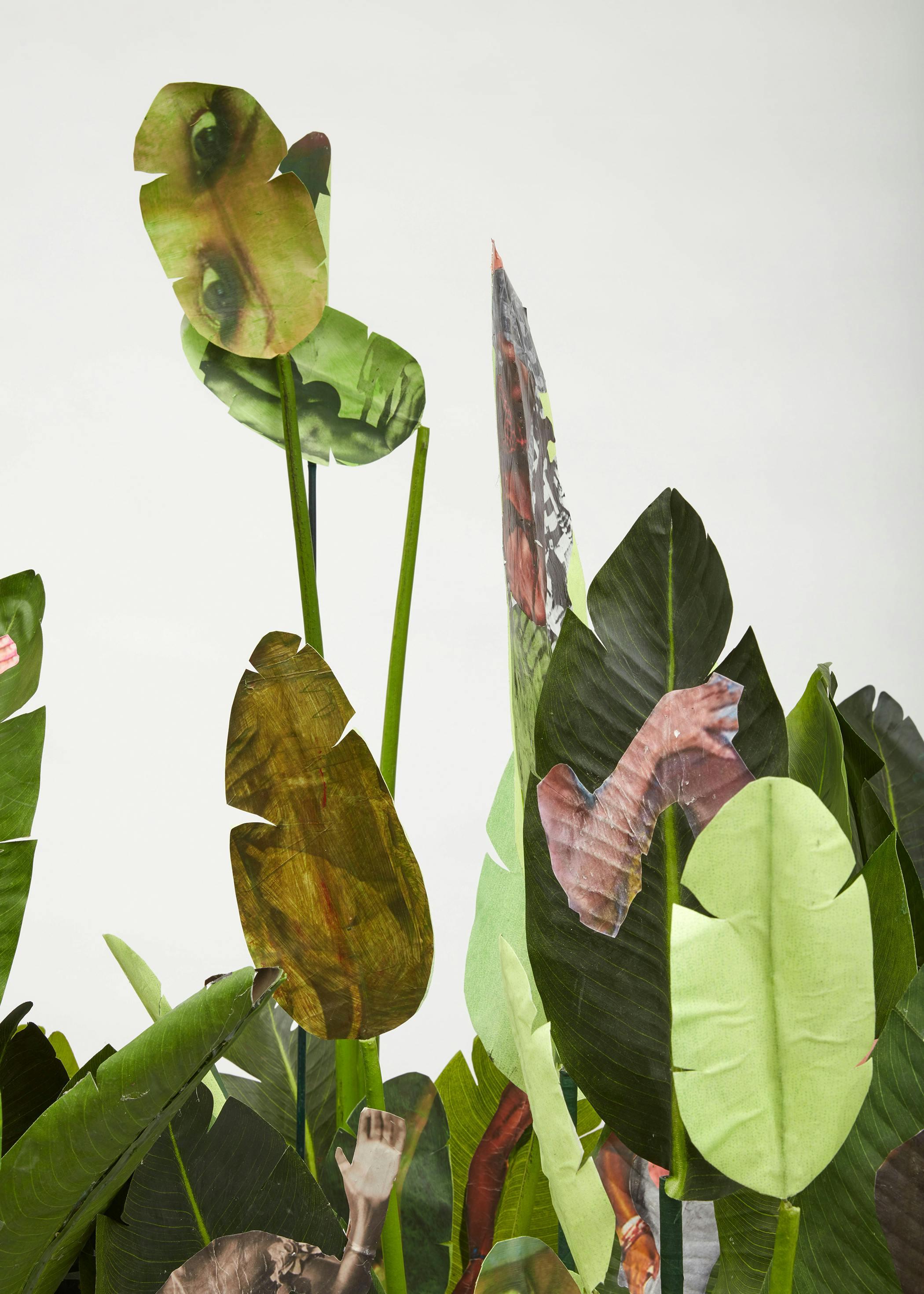 leaf plant flower blossom veins