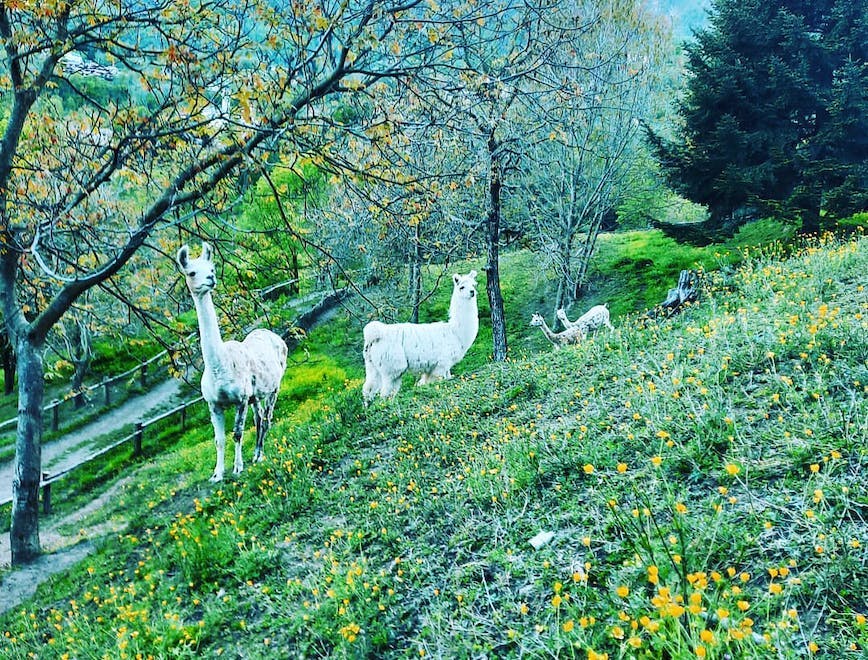 Lama e alpaca bianchi pascolano nella natura