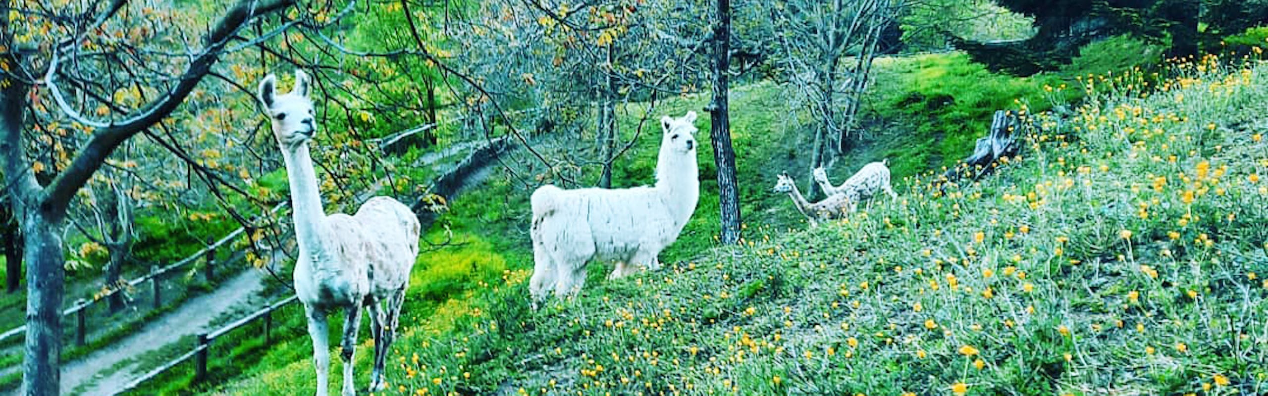 Lama e alpaca bianchi pascolano nella natura