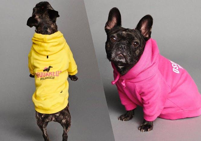 clothing apparel canine animal mammal pet dog bulldog