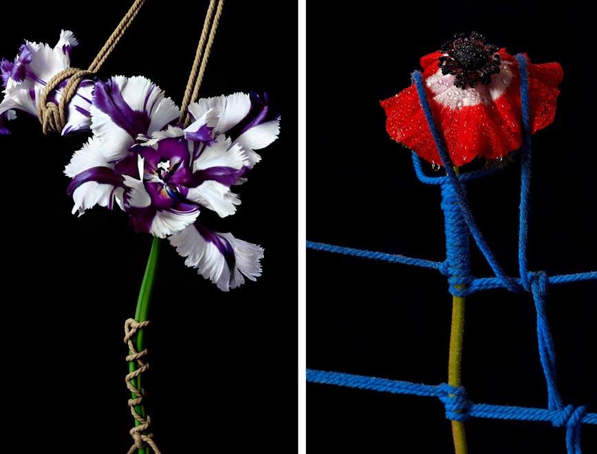 Nelle foto Leonardo Pucci "Flowers" alla Crux Gallery di Atene