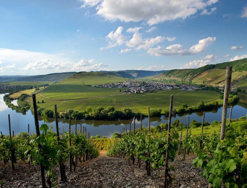 nature outdoors farm countryside rural vineyard