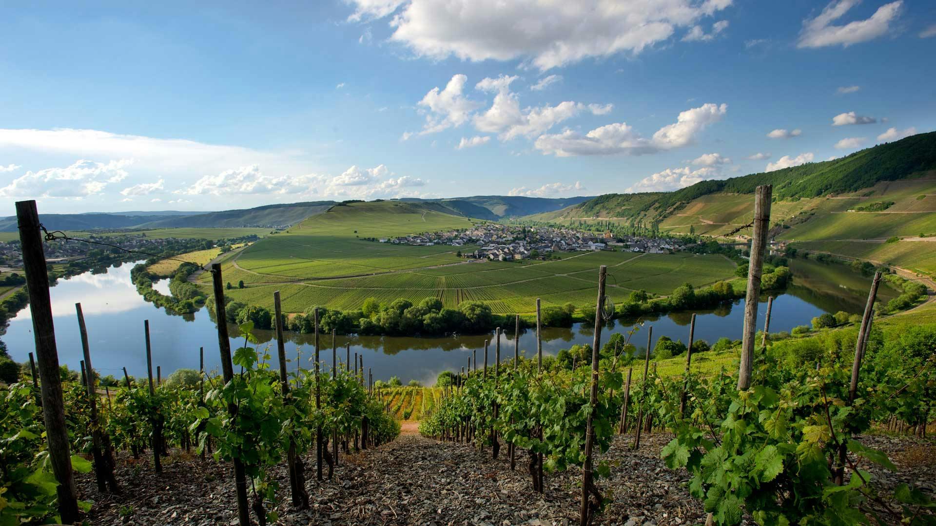 nature outdoors farm countryside rural vineyard