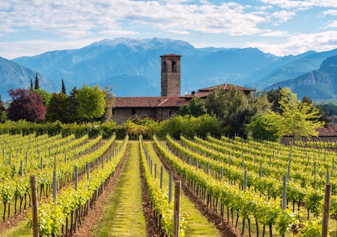 nature outdoors farm countryside rural vineyard