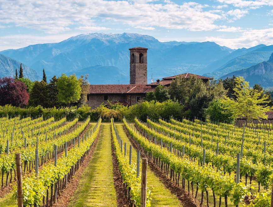 nature outdoors farm countryside rural vineyard