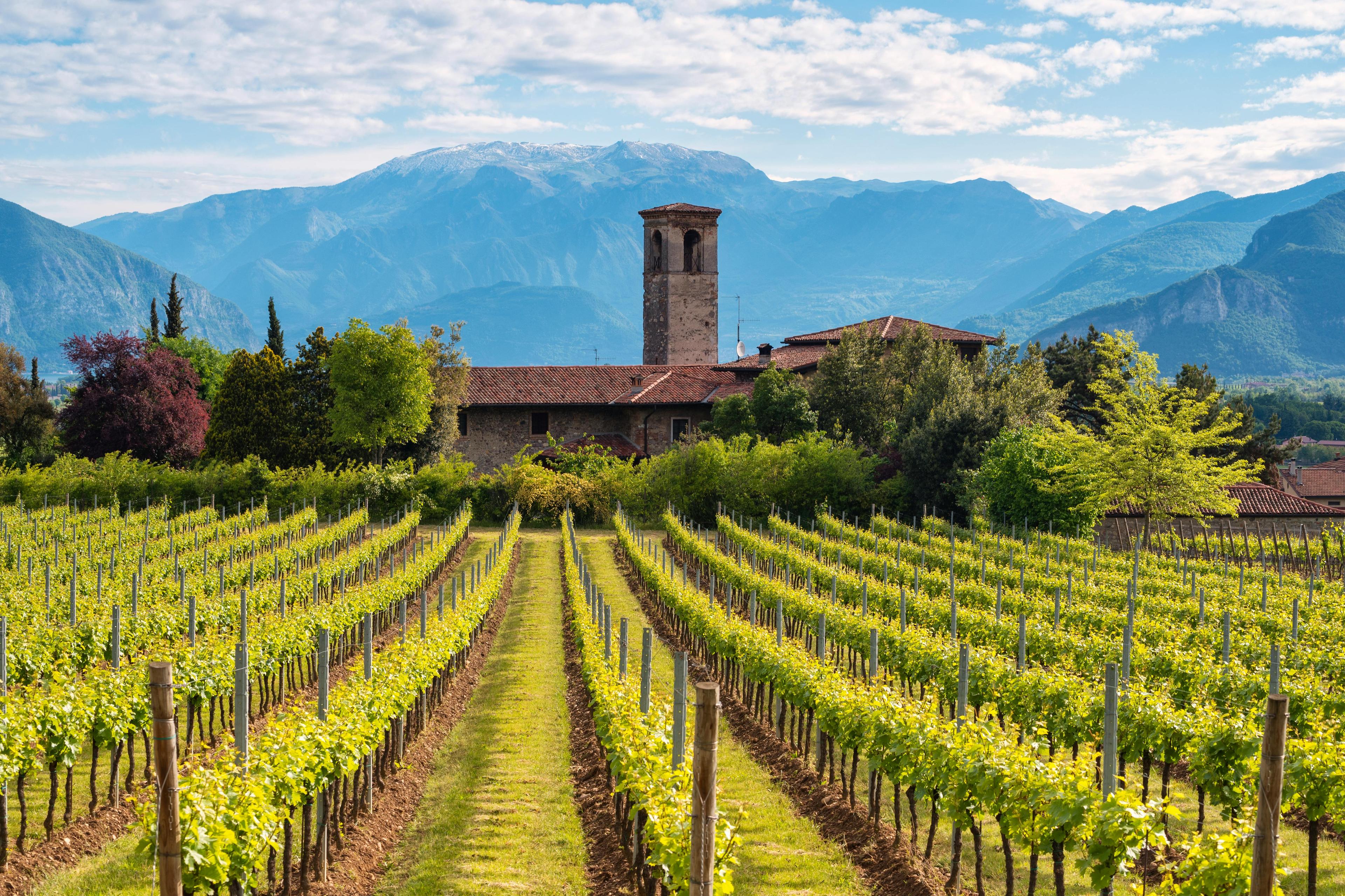 nature outdoors farm countryside rural vineyard