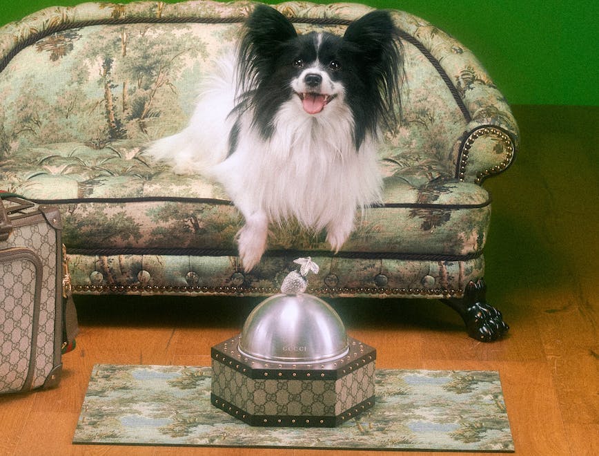 Nell'img: Gucci Pet Collection