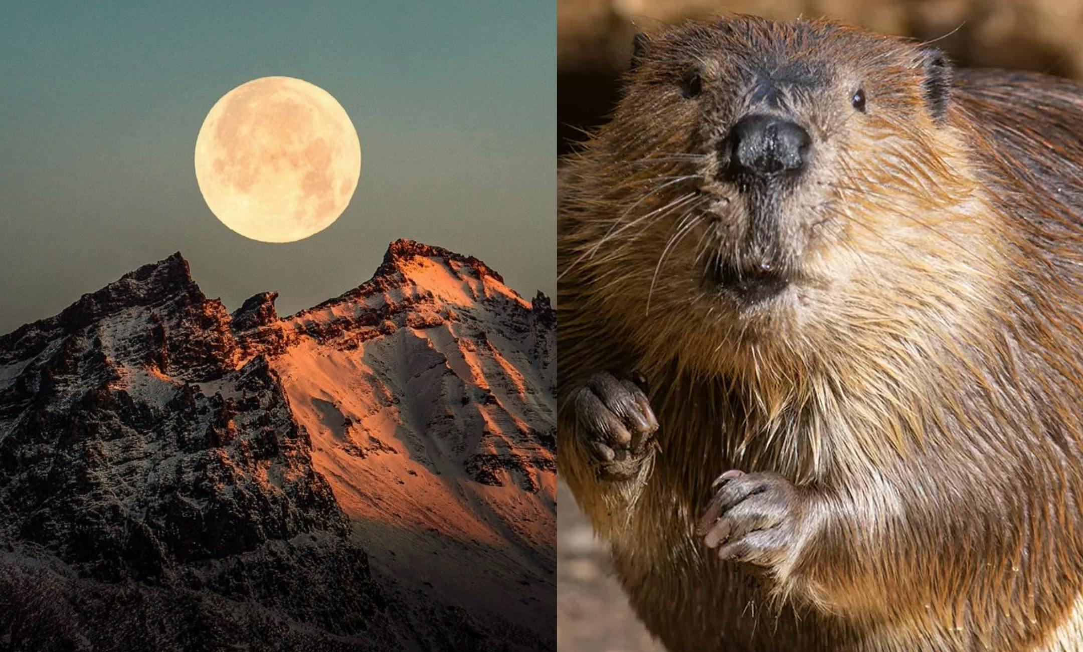 nature night outdoors astronomy moon animal mammal rat rodent