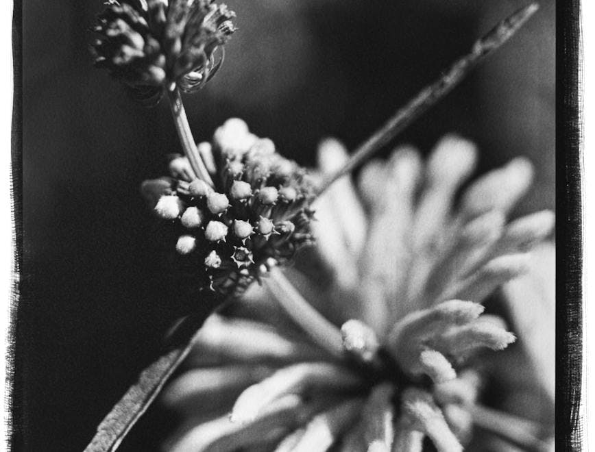 Leonotis 2023 Platinum-palladium print, printed 2023 11 x 14 in. (27,9 x 35,5 cm.)