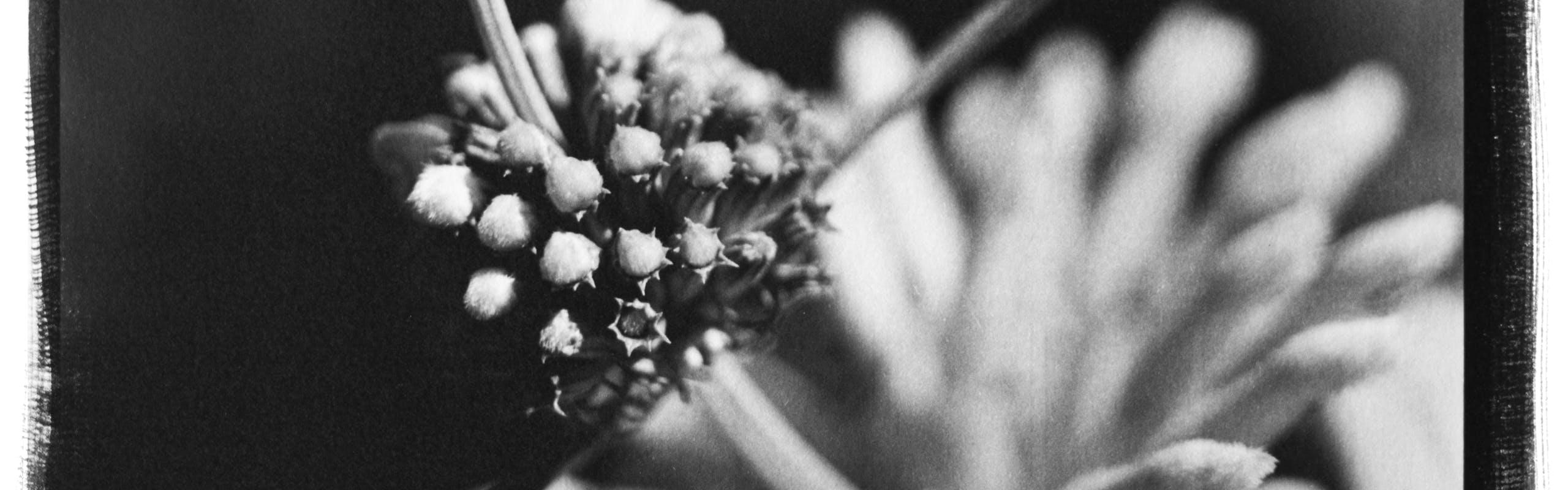 Leonotis 2023 Platinum-palladium print, printed 2023 11 x 14 in. (27,9 x 35,5 cm.)