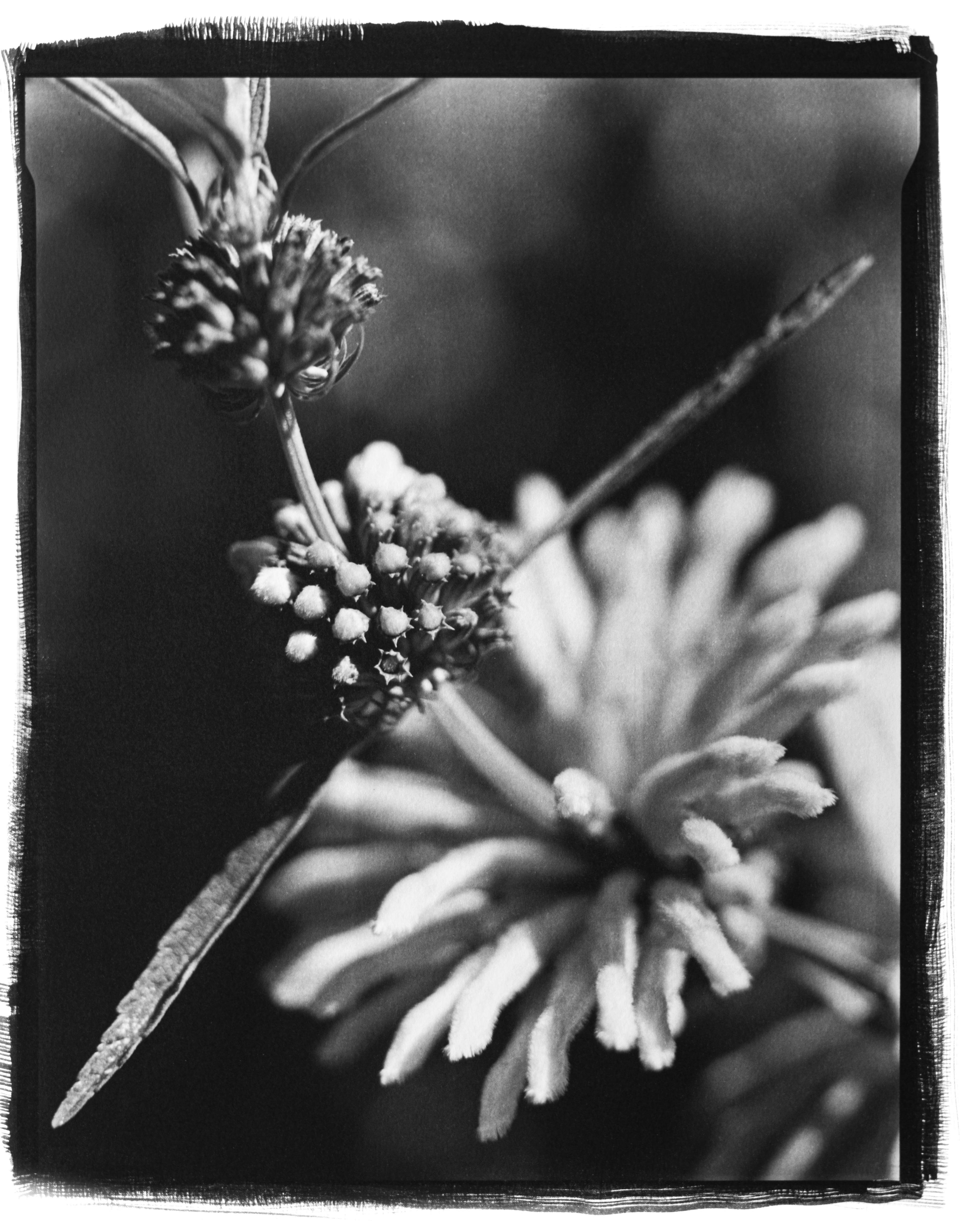 Leonotis 2023 Platinum-palladium print, printed 2023 11 x 14 in. (27,9 x 35,5 cm.)