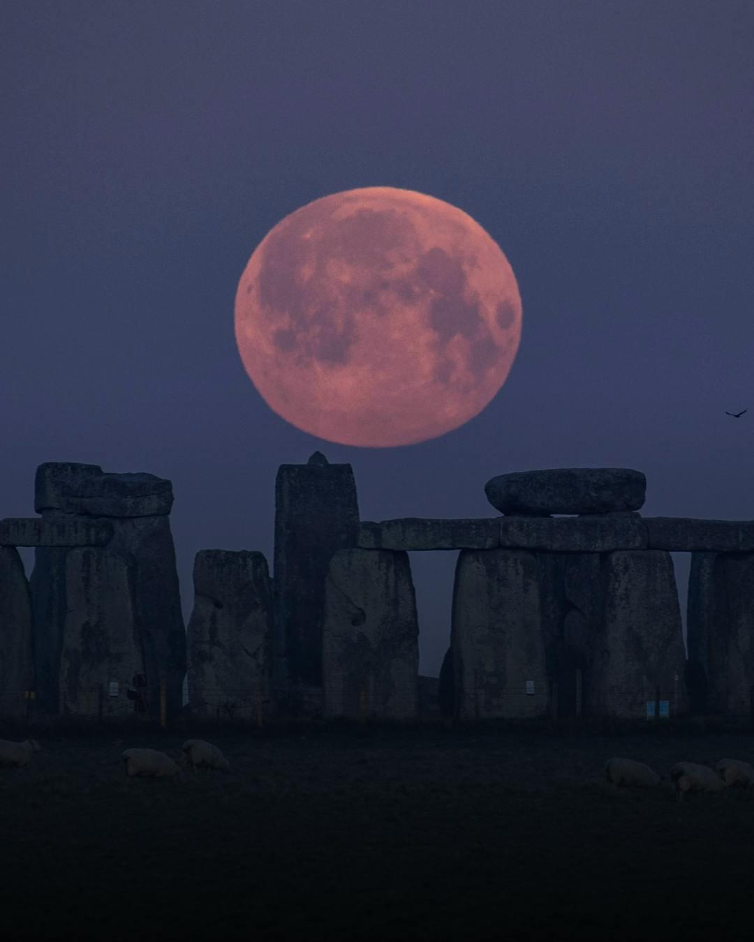 nature night outdoors astronomy moon animal livestock mammal sheep bird